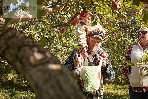 Vater und Tochter pflücken Äpfel vom Baum