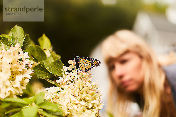 Monarchfalter auf Blume hockend  Frau im Hintergrund