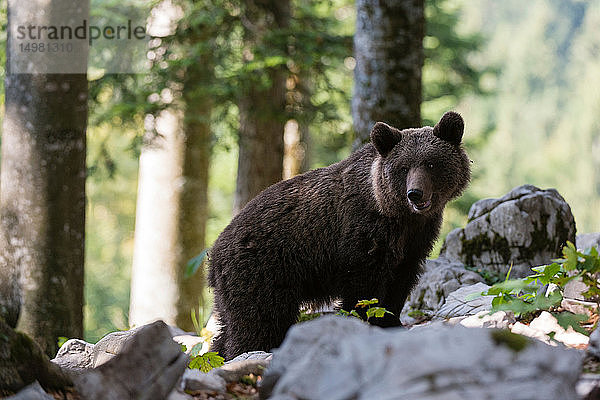 Europäischer Braunbär (Ursus arctos) auf felsigem Boden im Wald von Notranjska  Slowenien