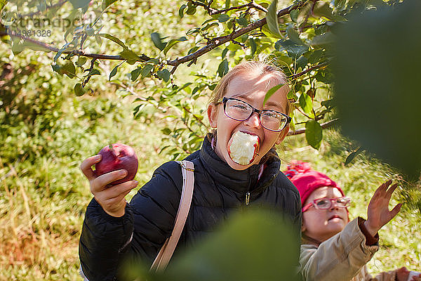 Mädchen  die Äpfel vom Baum pflücken und essen