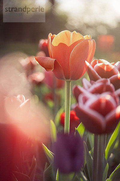 Tulpenfeld  Schleswig-Holstein  Deutschland  Europa