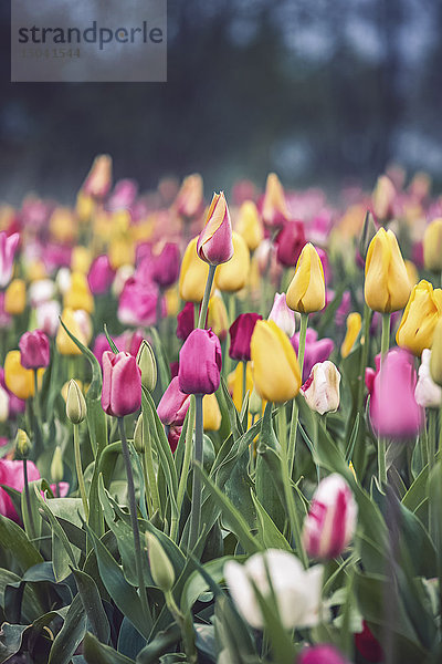 Tulpenfeld  Schleswig-Holstein  Deutschland  Europa