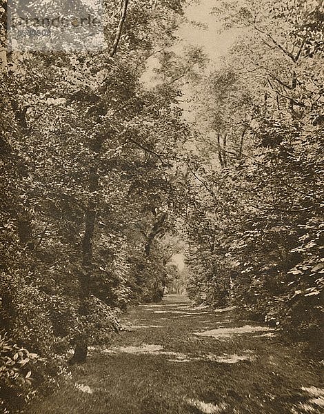 A Woodland Glade Within A Few Hundred Yards of the Earl's Court Road   um 1935. Schöpfer: König.