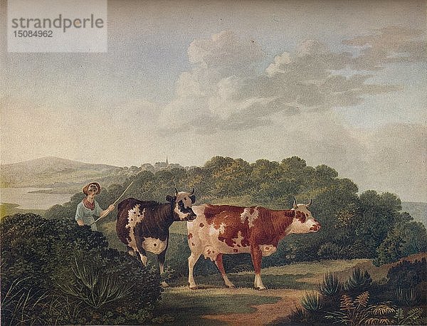 Englische Landschaft mit kurzhornigen Rindern   Ende 18. - Anfang 19. Jahrhundert  (1930). Schöpfer: Charles Towne.