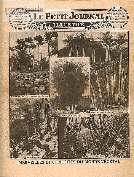 Wunder und Kuriositäten der Pflanzenwelt  1931. Schöpfer: Unbekannt.