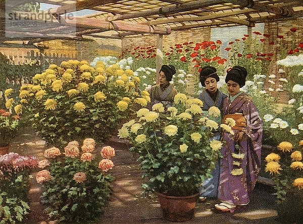 Bei der Chrysanthemenschau   1910. Schöpfer: Herbert Ponting.