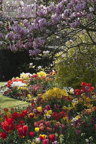 Regent's Park - Frühlingshafte Blumenpracht im Regent's Park  London  NW1. England. Schöpfer: Ethel Davies;Davies  Ethel.