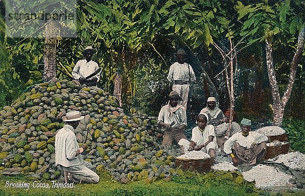 Kakaobruch  Trinidad   Anfang des 20. Jahrhunderts. Schöpfer: Unbekannt.