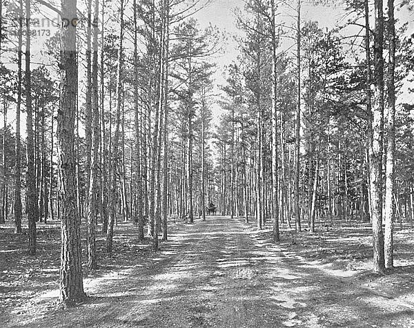 Fahrt im Piney Woods Park  Lakewood  New Jersey  USA  um 1900. Schöpfer: Unbekannt.