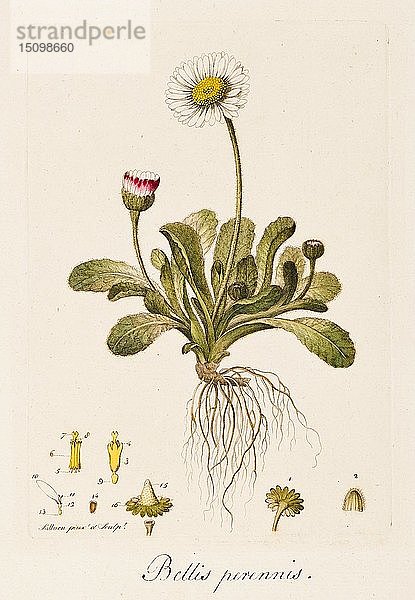 Bellis perennis  (Gänseblümchen)  um 1770-1790. Schöpfer: William Kilburn.