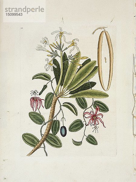 Plumeria obtusa L. (Singapur-Frangipani)  um 1700-1740. Schöpfer: Mark Catesby.
