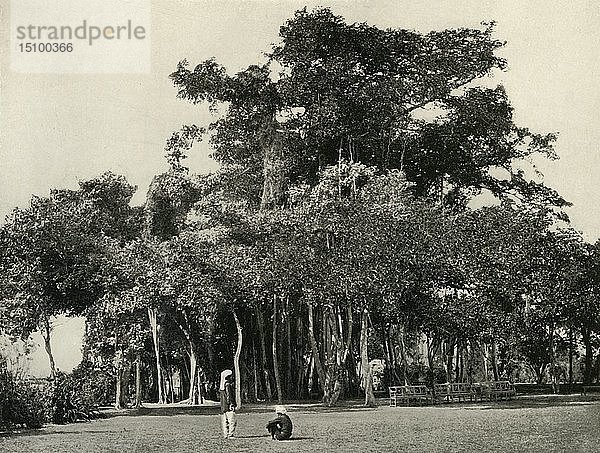 Der Banyan-Baum  Barrackpore  1870   (1925). Schöpfer: Unbekannt.