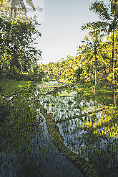 Frau auf terrassierten Reisfeldern in Bali  Indonesien