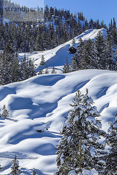 Tannenbäume im Schnee auf einem Berg in Sun Valley  Idaho  USA