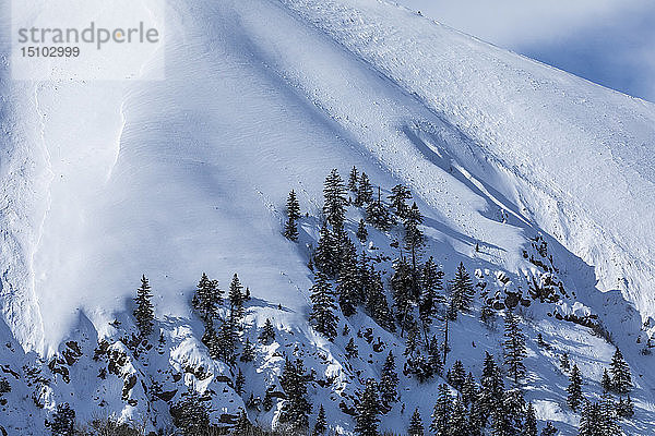 Kiefern auf einem schneebedeckten Berg in Sun Valley  Idaho  USA