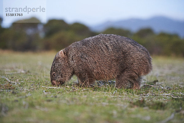 Nacktnasenwombat  Vombatus ursinus  Wilsons Promontory National Park  Victoria  Australien