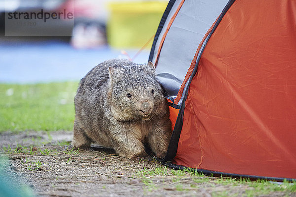 Nacktnasenwombat  Vombatus ursinus  Wilsons Promontory National Park  Victoria  Australien