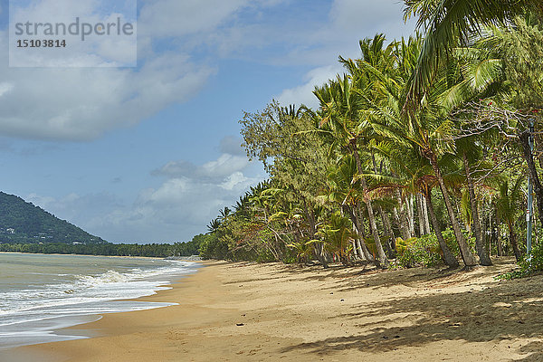 Kokosnusspalmen  Clifton Beach  Queensland  Australien