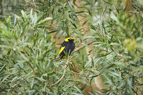 Regenbogen-Laubenvogel  Sericulus chrysocephalus  Queensland  Australien