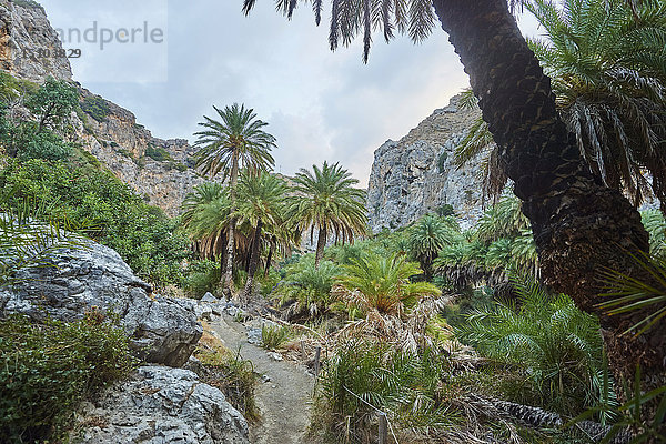 Küste  Preveli  Kreta  Griechenland  Europa