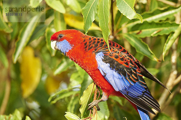 Karminrote Rosella  Platycercus elegans  O'Reilly's Rainforest  Lamington National Park  Queensland  Australien