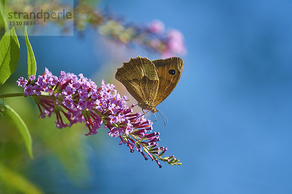 Gewöhnliche Ringeltaube  Coenonympha tullia  auf einer Blüte  Cres  Kroatien  Europa