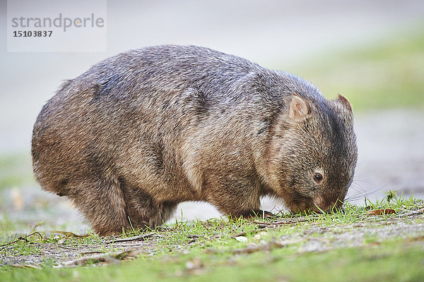 Nacktnasenwombat  Vombatus ursinus  Wilsons Promontory National Park  Victoria  Australien