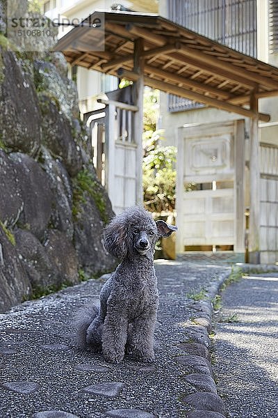 Hund im traditionellen japanischen Hotel