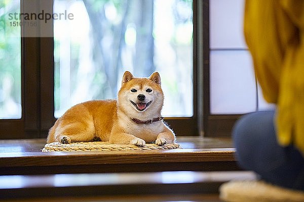 Japanerin und Shiba-Inu-Hund in einem traditionellen Hotel
