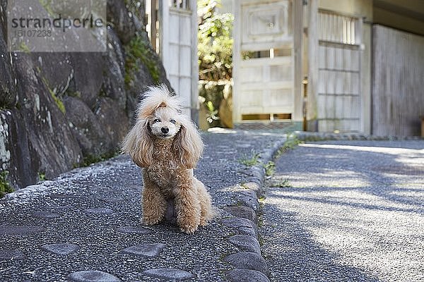 Hund im traditionellen japanischen Hotel