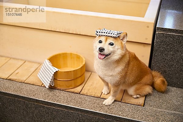 Japanischer Shiba Inu Hund
