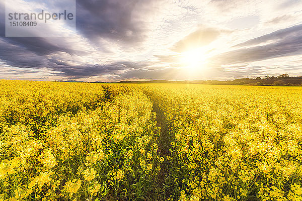 Rapsfeld gegen die Sonne  East Lothian  Schottland