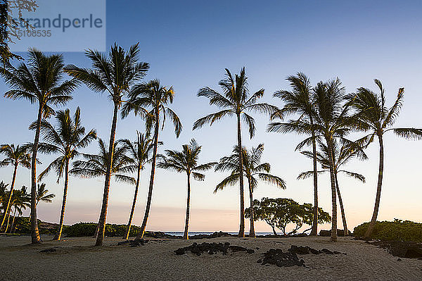 USA  Hawaii  Big Island  Palmenhain bei Sonnenuntergang am Strand des Kikaua Point Park