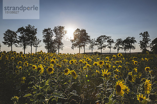 Deutschland  Sonnenblumenfeld bei Sonnenuntergang