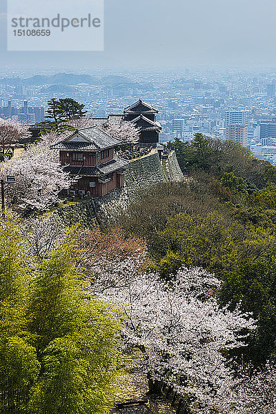 Japan  Shikoku  Matsuyama  Schloss Matsuyama zur Kirschblüte
