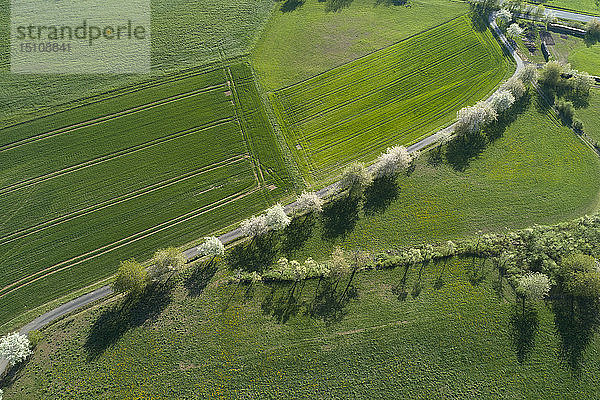 Luftaufnahme einer Landstraße mit weiß blühenden Bäumen und landwirtschaftlichen Feldern  Franken  Bayern  Deutschland
