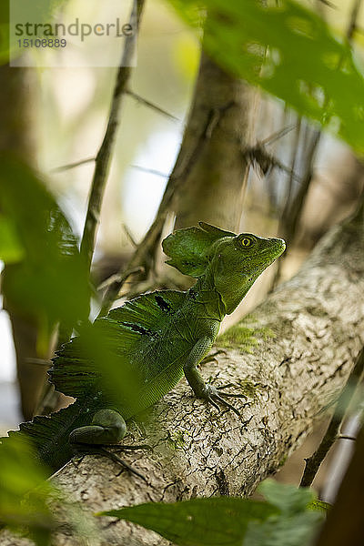 Basiliskeidechse in einem Nationalpark  Costa Rica