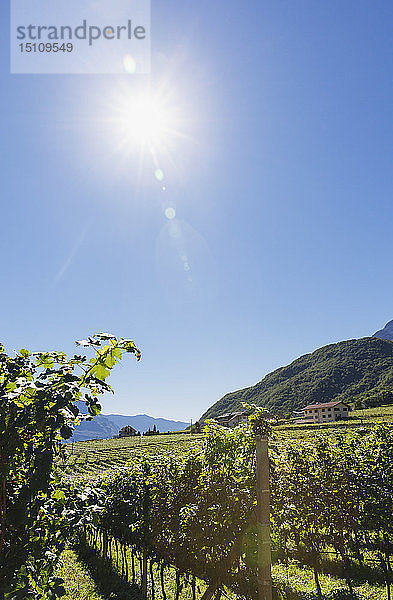 Italien  Südtirol  Überetsch  Weinberge der Region Kaltern und Kalterer See