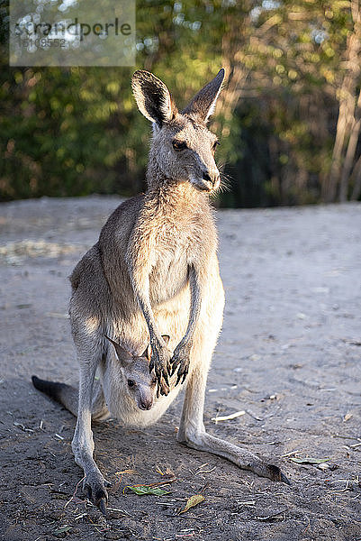 Australien  Queensland  Känguru-Mama trägt Joey in ihrem Beutel