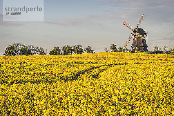 Blick auf Rapsfelder und Farver Windmühle  Wangel  Deutschland