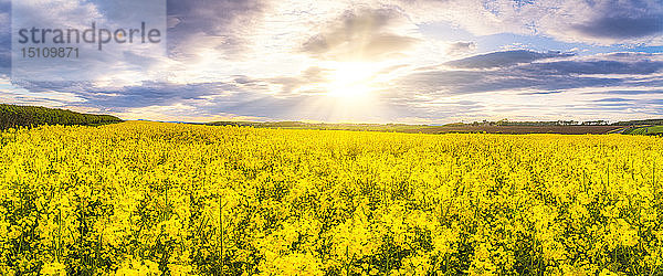 Panoramablick auf das Rapsfeld gegen die Sonne  East Lothian  Schottland