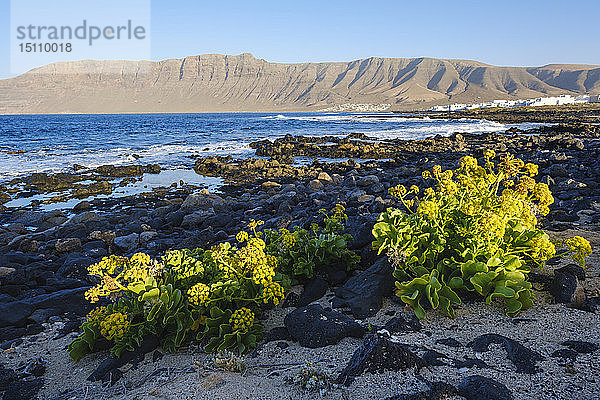 Spanien  Kanarische Inseln  Lanzarote  Caleta de Famara  Kanarische Samphire am Strand  Risco de Famara im Hintergrund