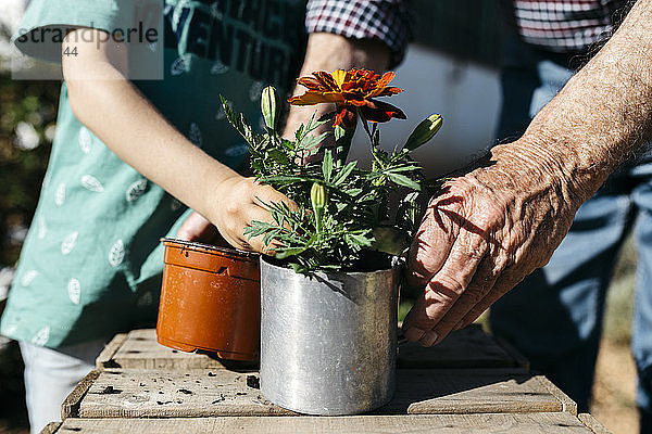 Großvater und Enkel pflanzen eine Blume in einen Metallblumentopf