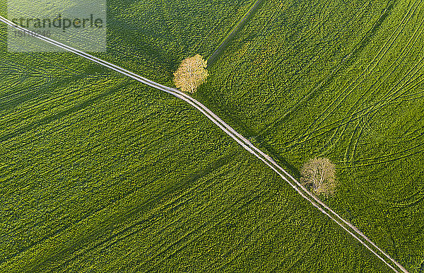 Luftaufnahme über eine Wiese mit Feldweg und Bäumen  Holzhausen  Bayern  Deutschland