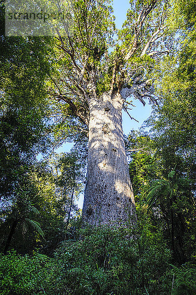 Te Matua Ngahere  ein riesiger Kauri-Baum  Wald von Waipoua  Westküste Nordlands  Nordinsel  Neuseeland