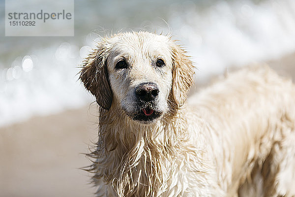 Porträt eines nassen Labrador Retrievers am Strand