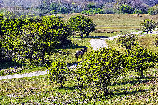 Zeeland  Domburg  Pferd
