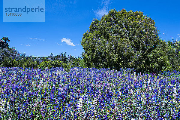 Blühende Wildblumen  Los Alerces-Nationalpark  Chubut  Argentinien  Südamerika