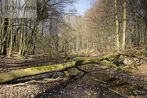 Deutschland  Mecklenburg-Vorpommern  Rügen  Nationalpark Jasmund  Feuchtgebiet