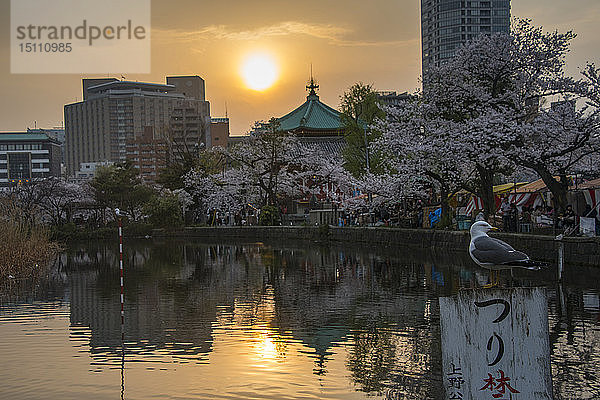 Japan  Tokio  Ueno  Ueno Park  Sonnenuntergang zur Kirschblütezeit